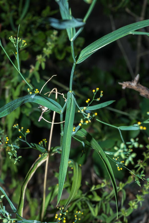 Bupleurum praealtum / Bupleuro lino-selvatico